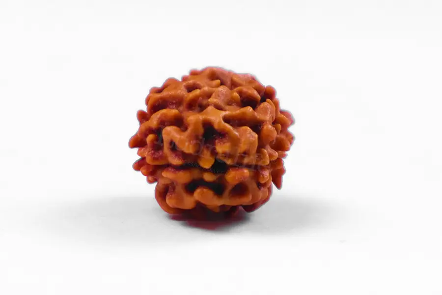 Two Mukhi Haridwar Rudraksha Two Mukhi Haridwar Rudraksha